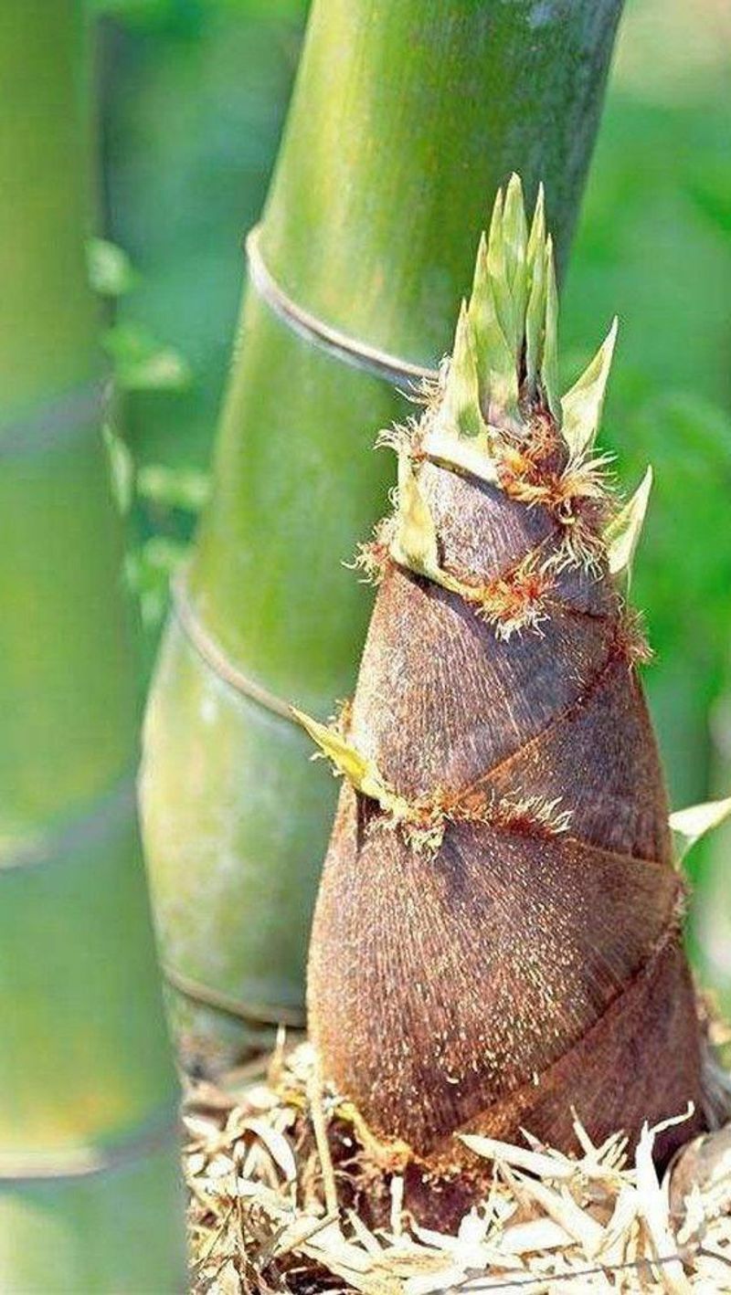 Bamboo