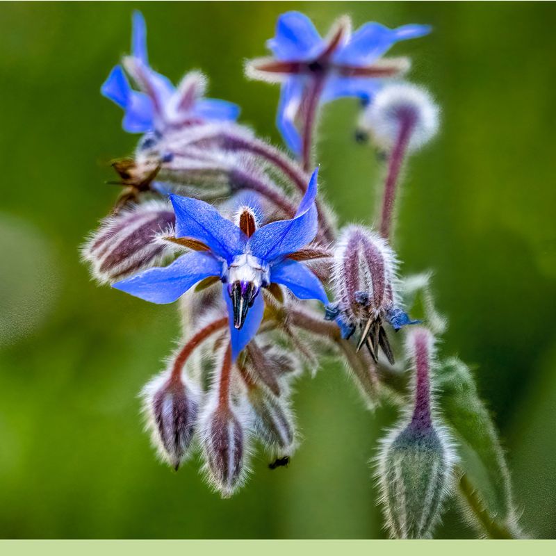 Borage