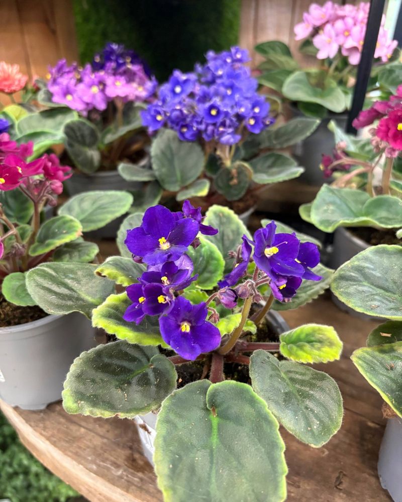 African Violet