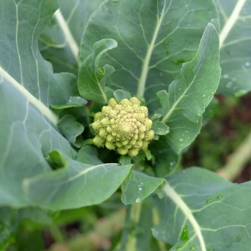 Broccoli And Tomatoes: Nutrient Competitors