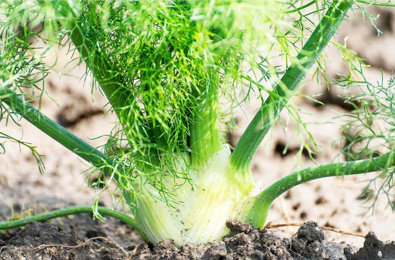 Fennel Fights With Nearly Everything