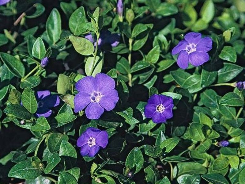 Periwinkle (Vinca): Woodland Destroyer