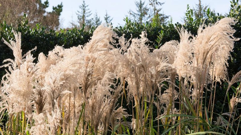 Aggressive Grasses