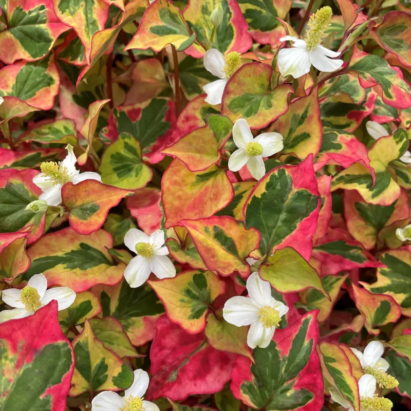 Chameleon Plant: The Colorful Menace