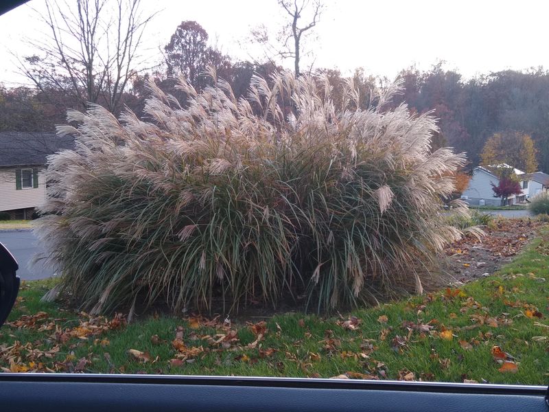 Pampas Grass Monsters