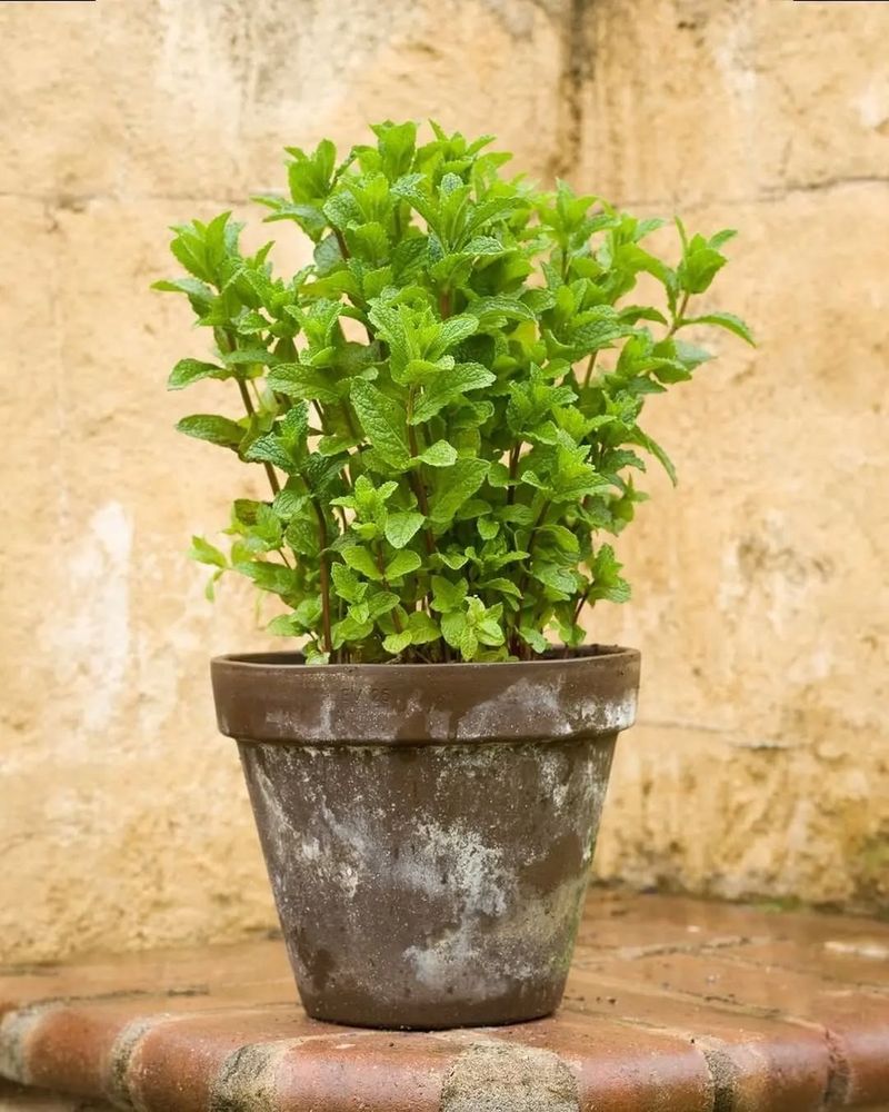 Mint: More Aromatic Oils When Root-Bound