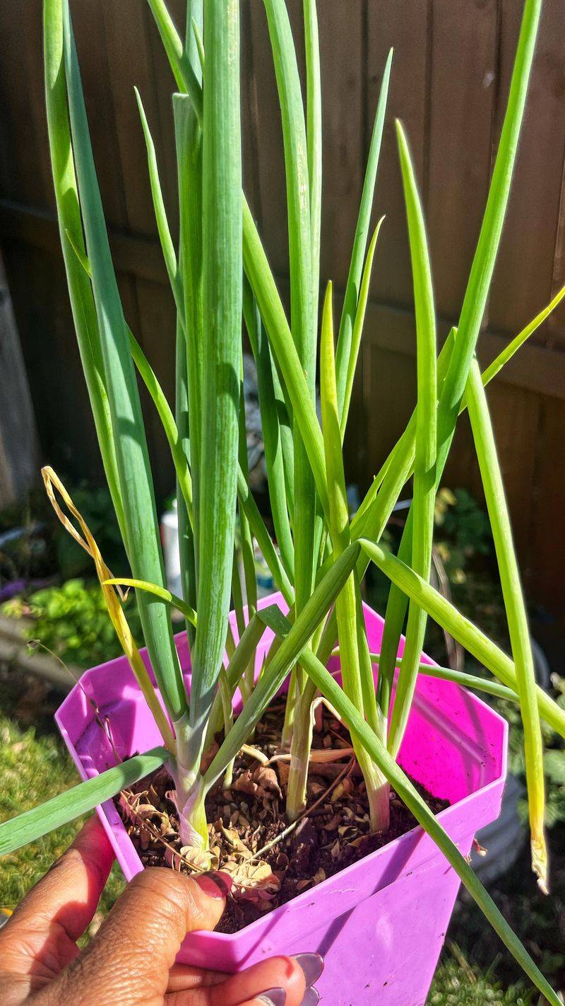 Green Onions: Sharper Flavor In Shallow Containers