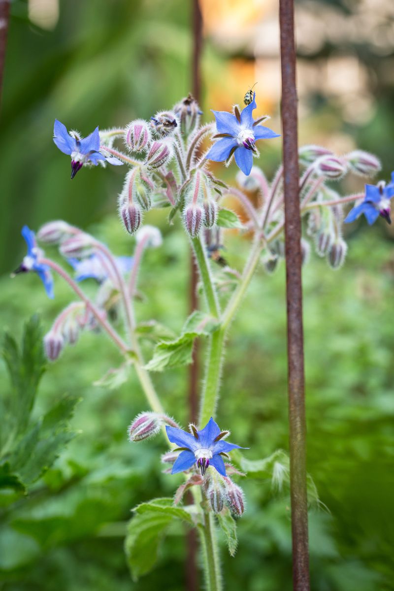 Borage: Blue-Flowered Wonder Plant