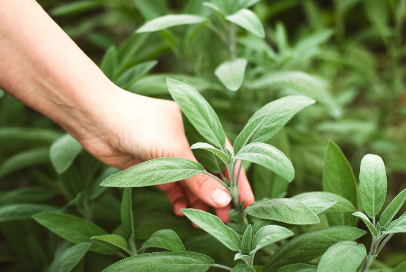 Sage: The Moisture Competitor