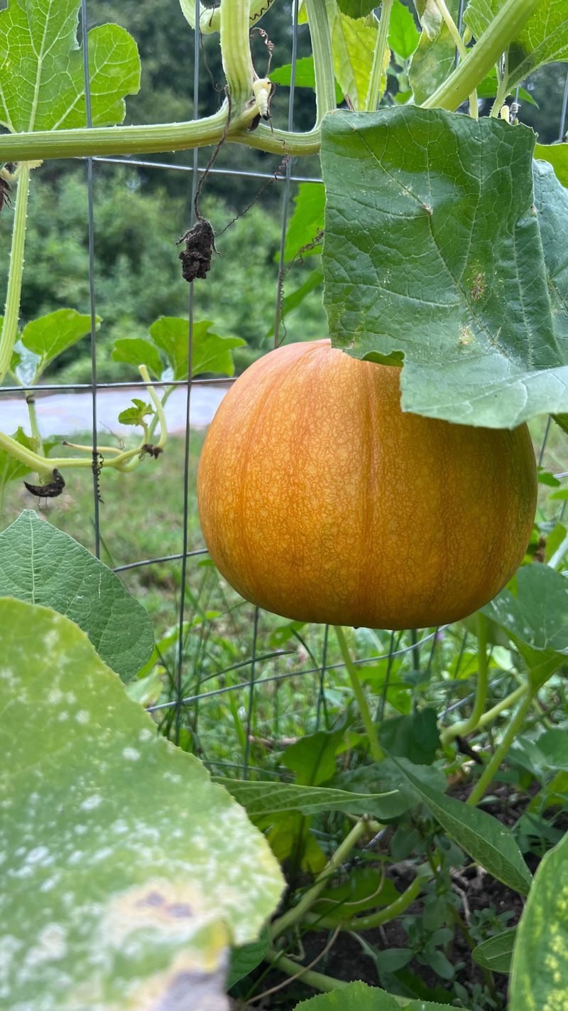 Pumpkins And Squash: Space Invaders