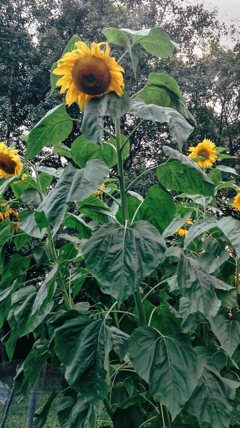 Sunflowers and Potatoes