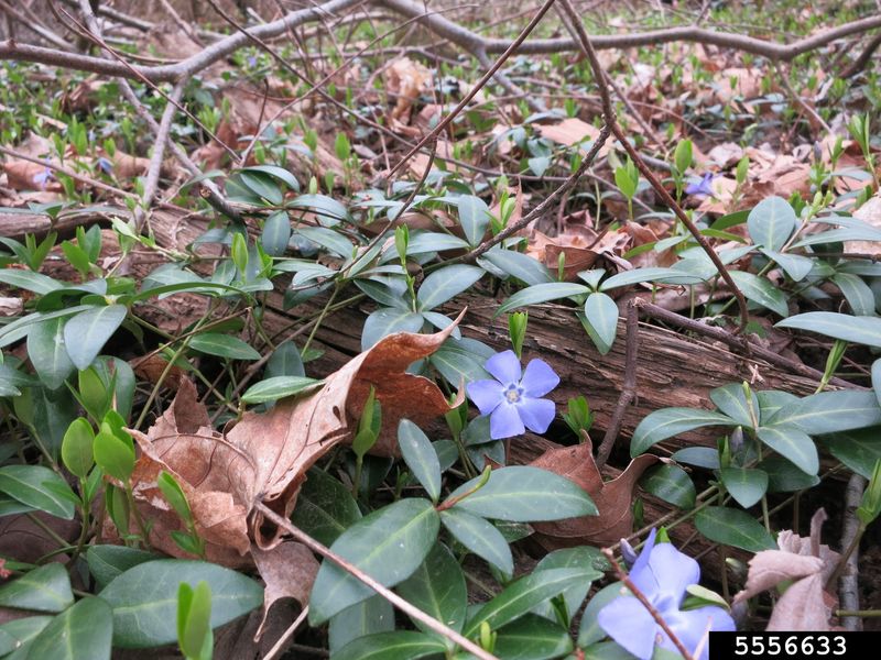 Periwinkle (Vinca minor)