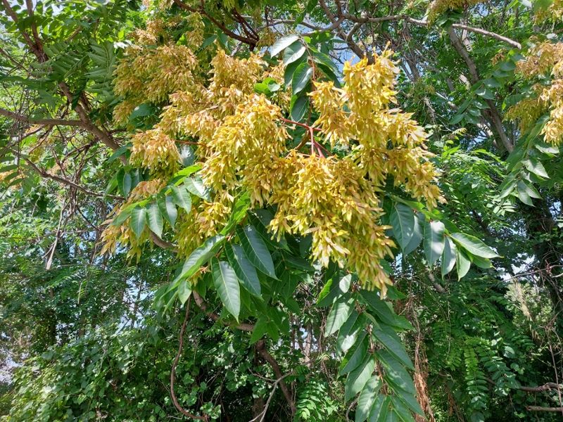 Tree of Heaven's Hellish Habits