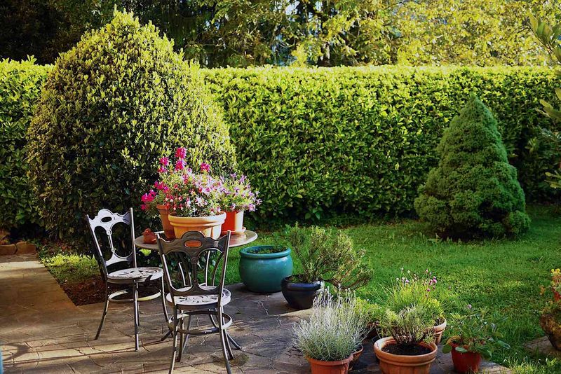 Over-Pruned Shrubs With No Screening Value