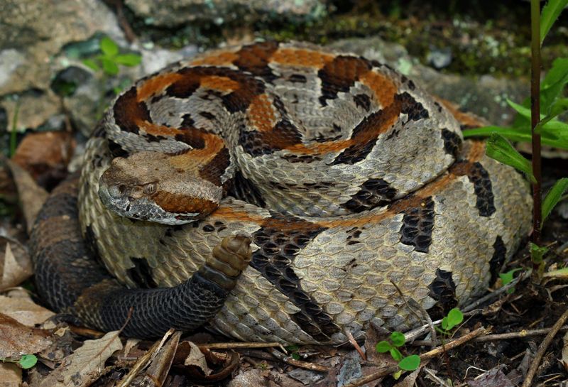 Virginia's Mountain Vipers
