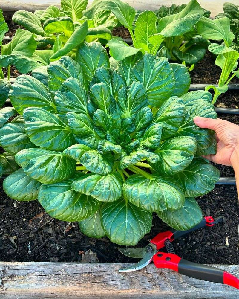 Tatsoi