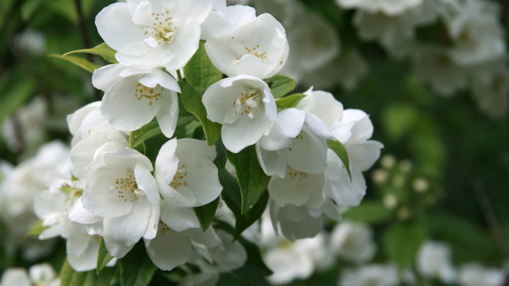 mock orange blossom