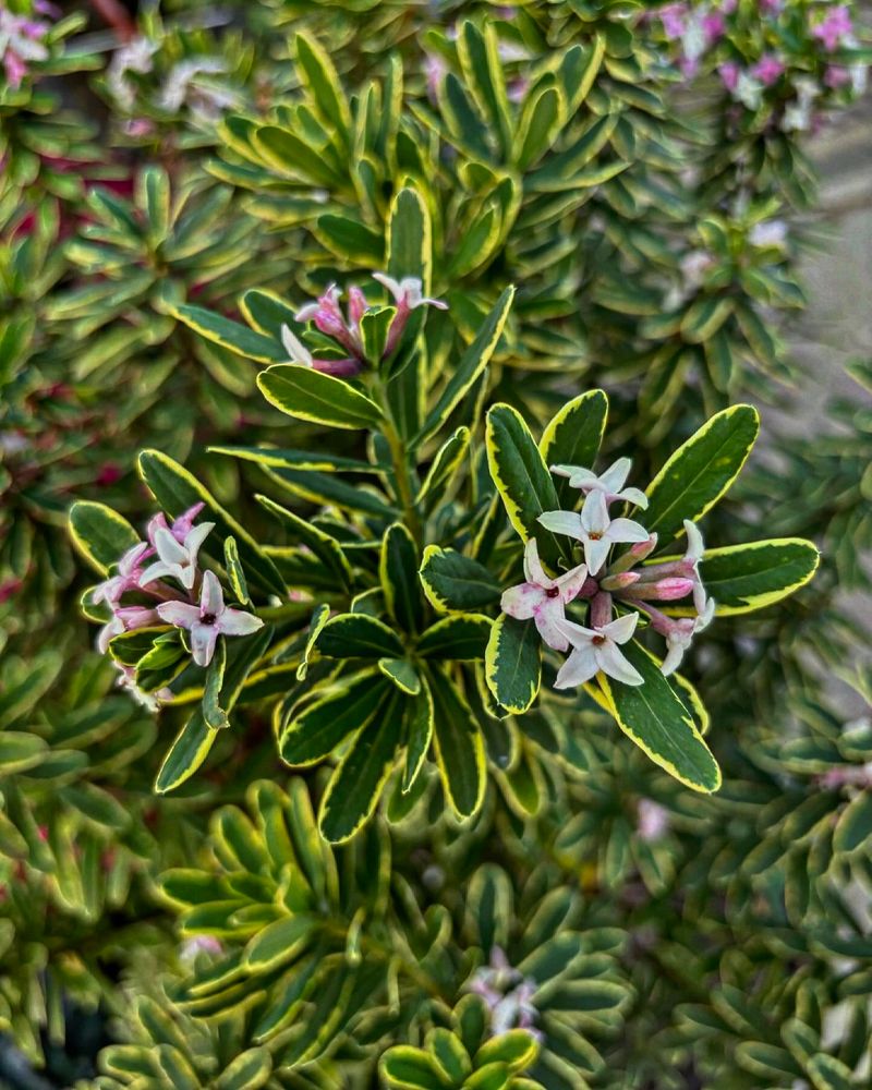 Daphne