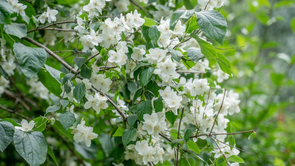 mock orange