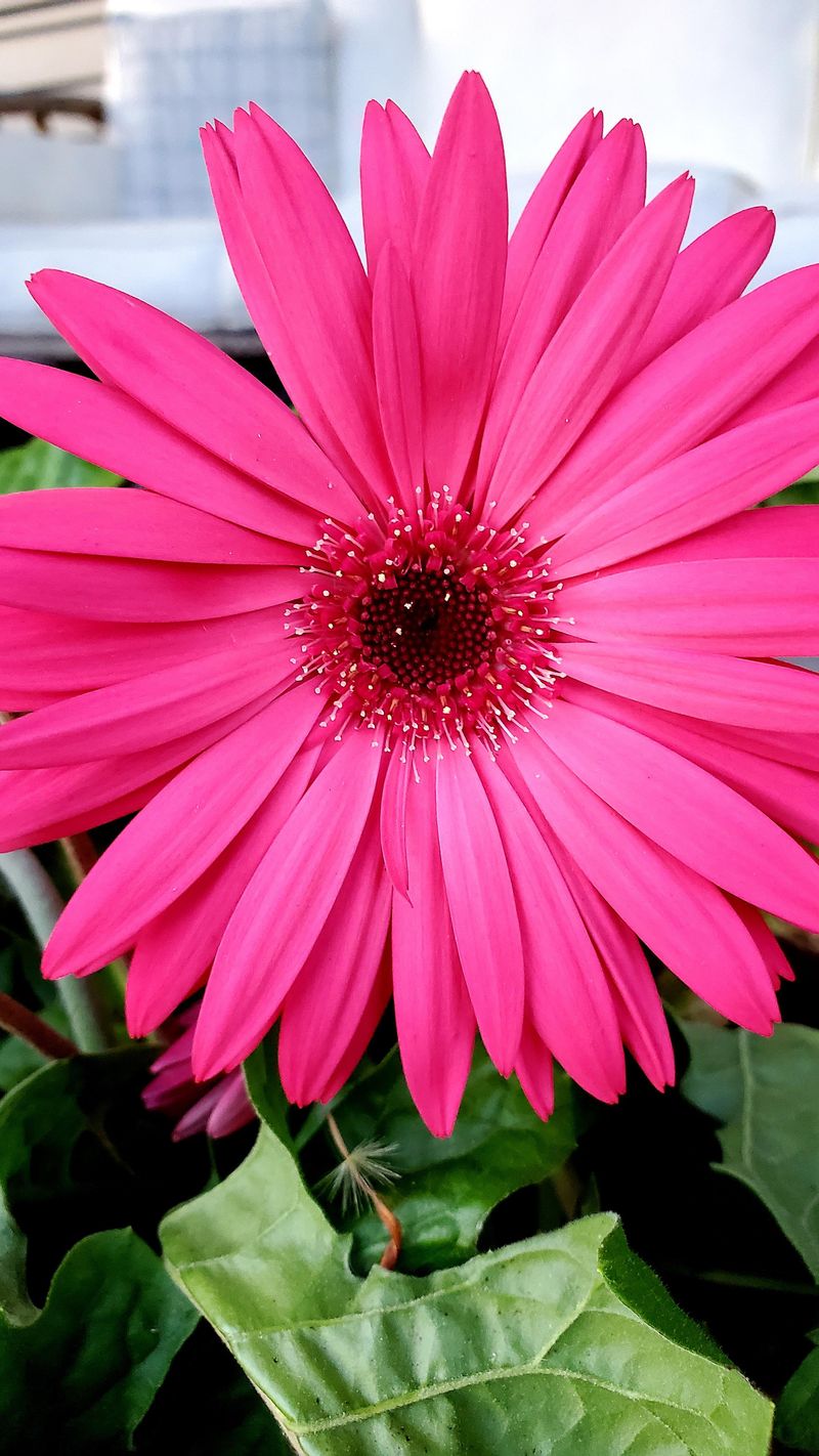 Gerbera Daisies