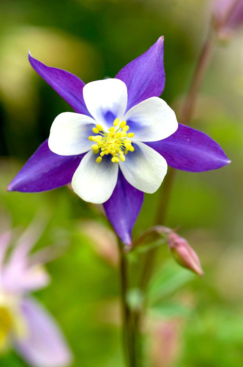 Columbines: Short-Lived Self-Seeders With Leaf Miner Issues