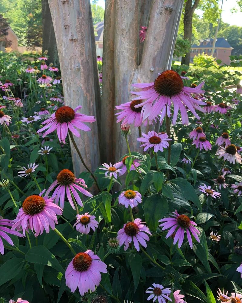 Echinacea (Coneflower): Native Beauty