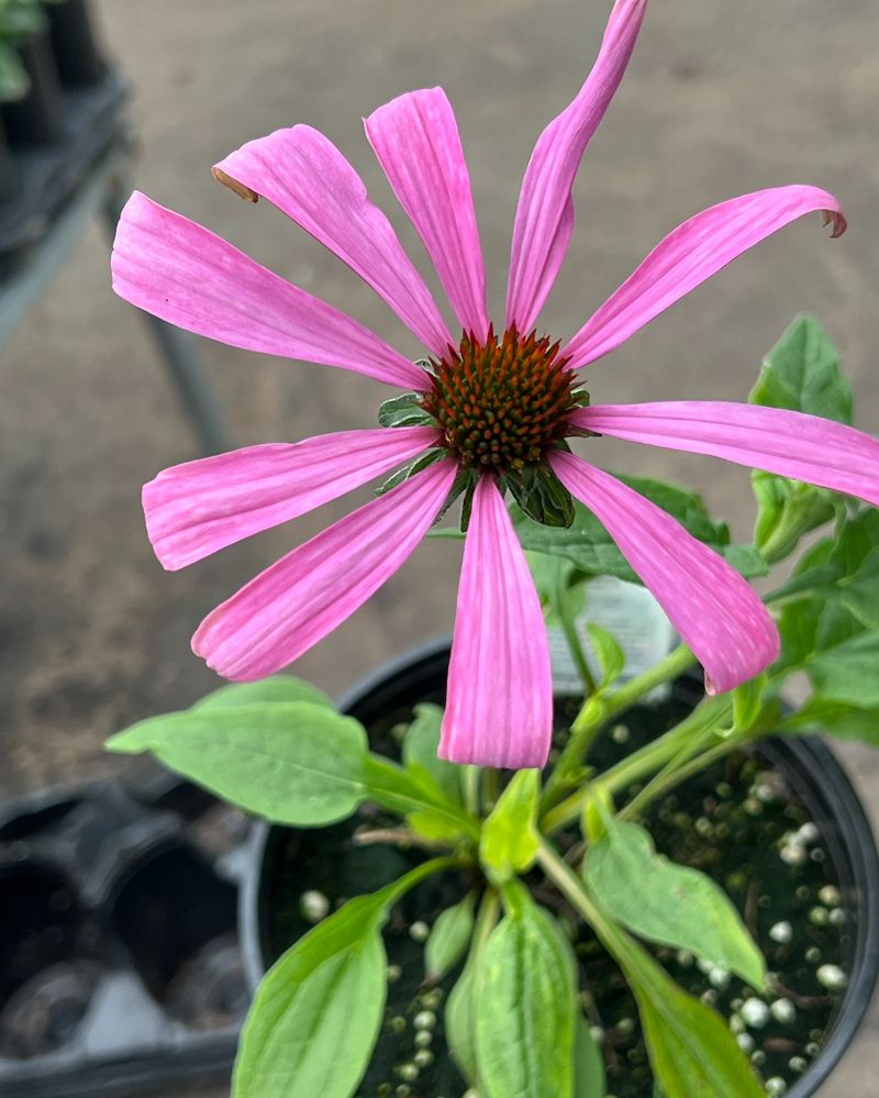 Coneflowers