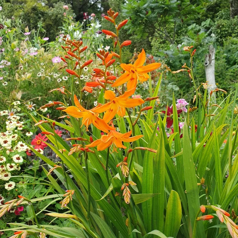 Crocosmia