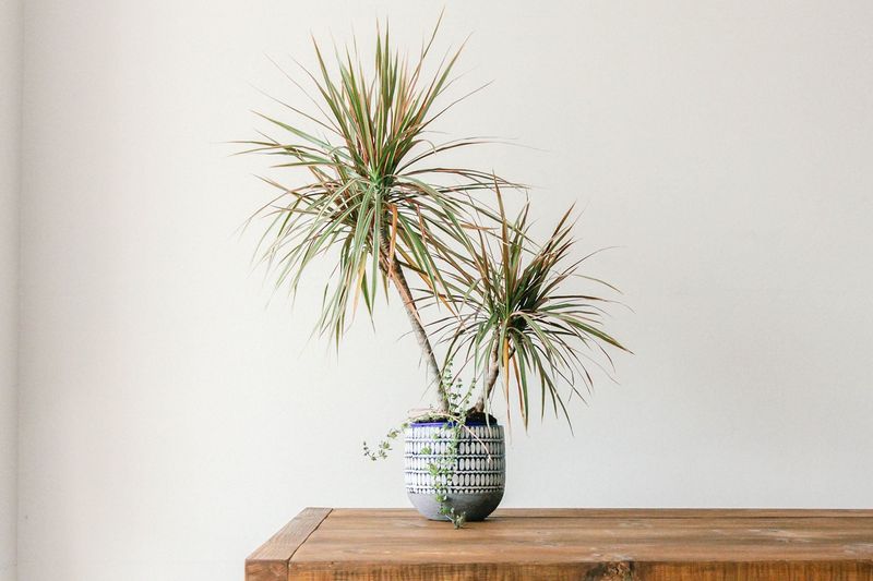 Dracaena