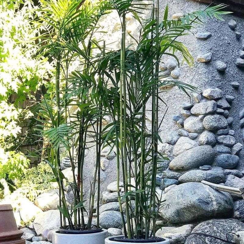 Bamboo Palm