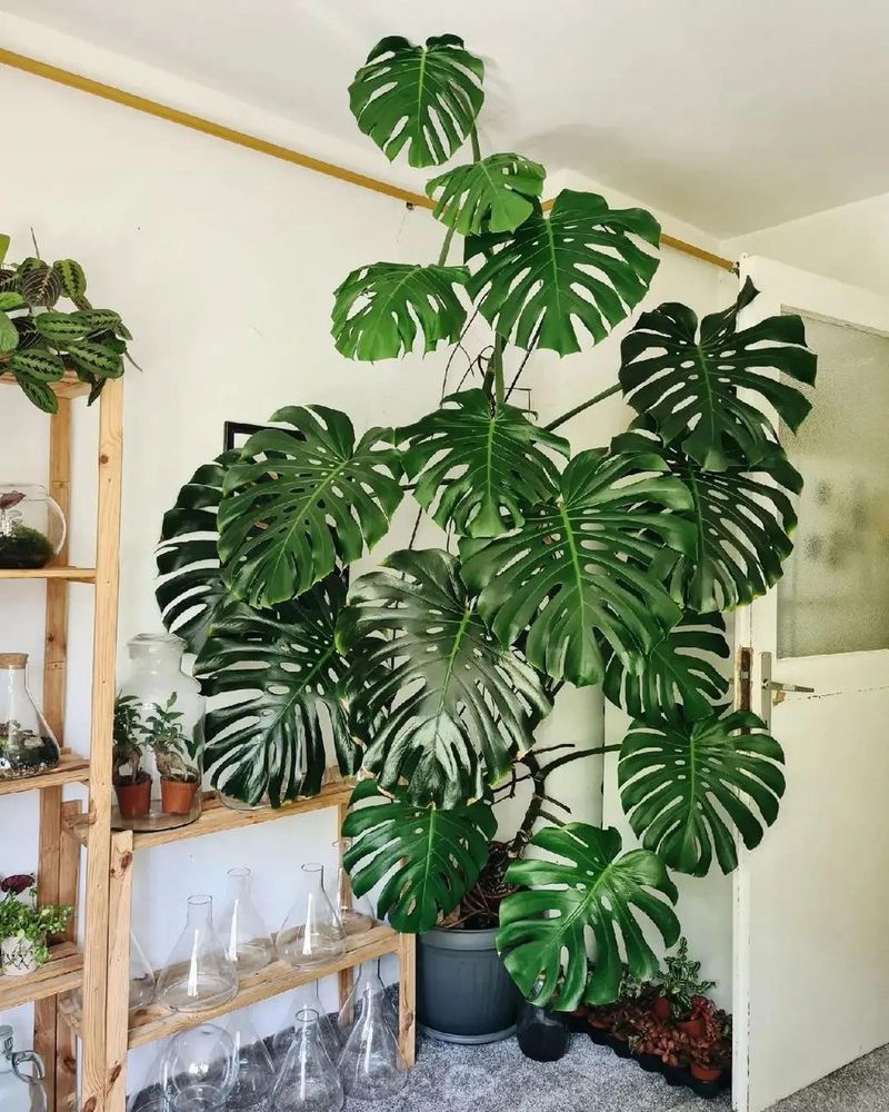 Monstera Deliciosa