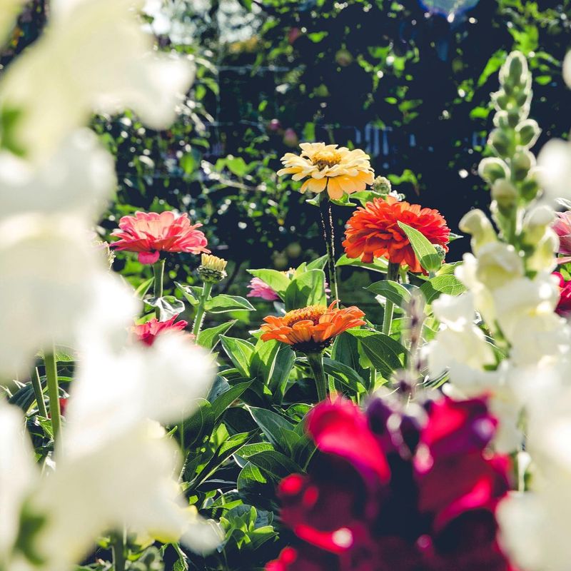 Plant Companion Flowers