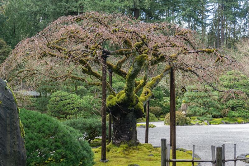 Support Young Trees If Needed