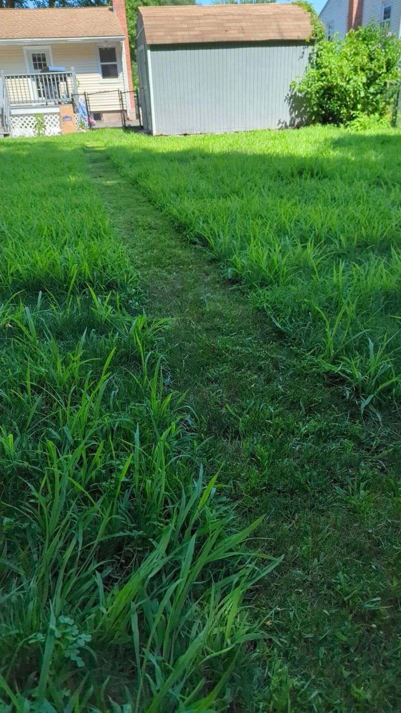 Maintain Consistent Lawn Care Schedule