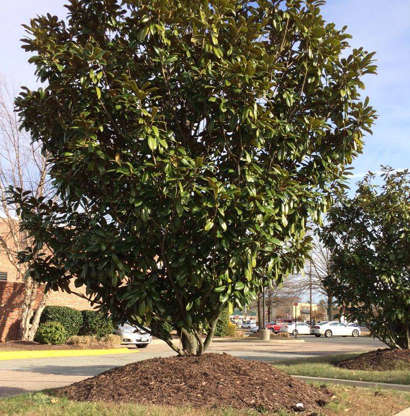 Apply Proper Mulching Techniques