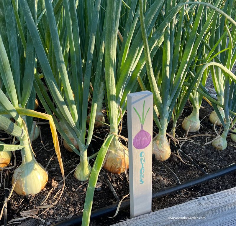 Fall Planting for Certain Varieties