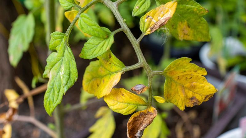 Watch for Nutrient Deficiencies