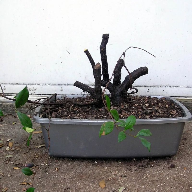 Repot When Necessary