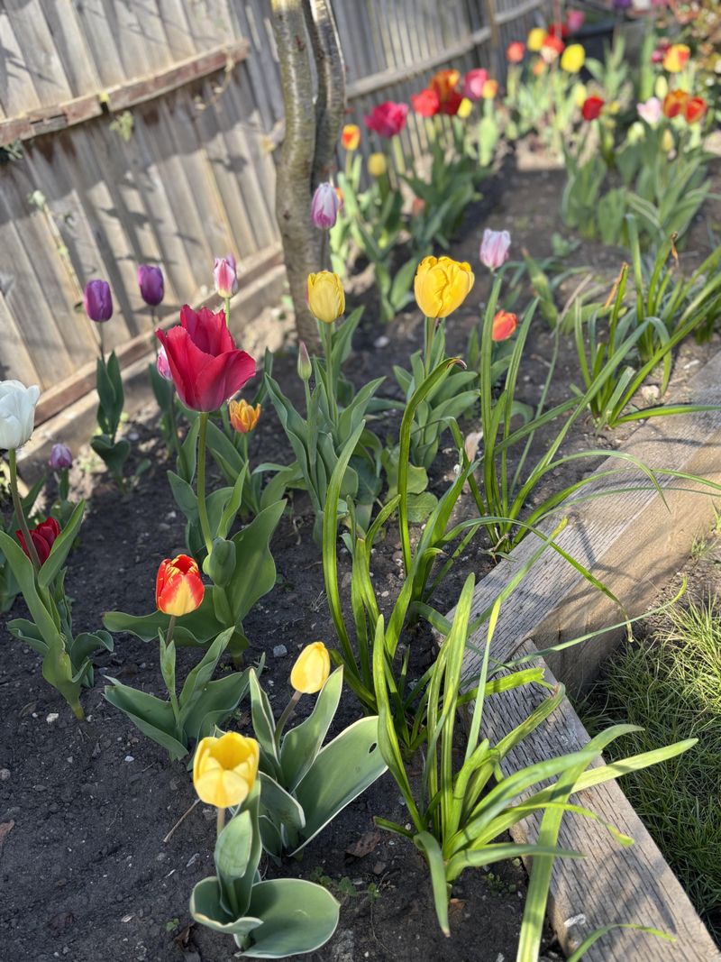 Deadhead Spent Blooms