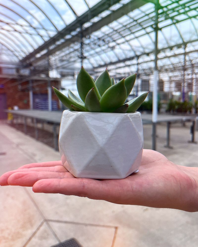 Succulent Spheres