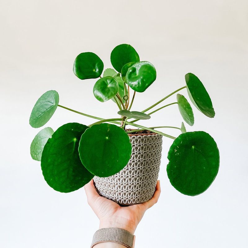 Chinese Money Plant (Pilea peperomioides)