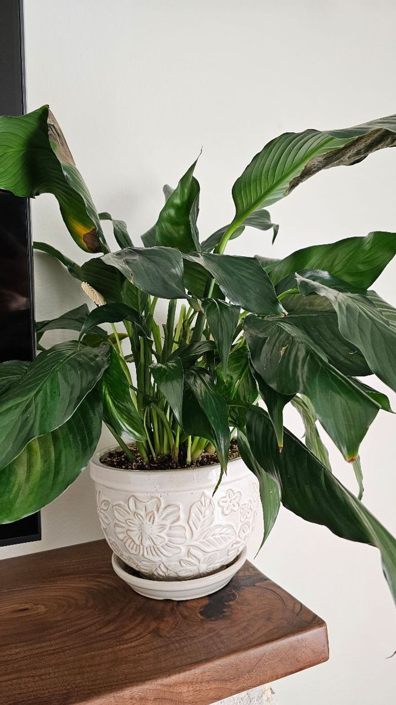 Peace Lily