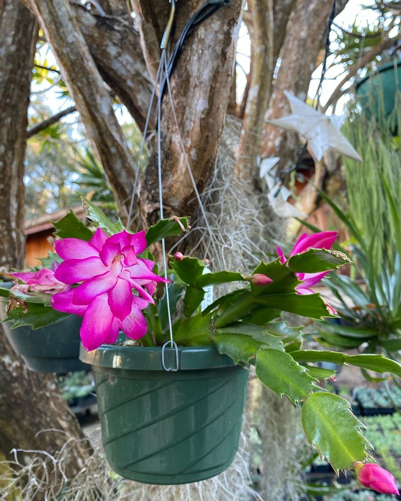 Christmas Cactus Summer Bloom Trick