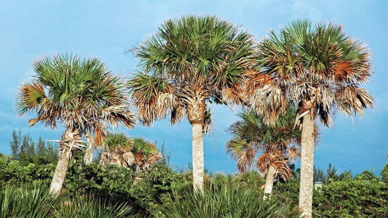 Cabbage Palm