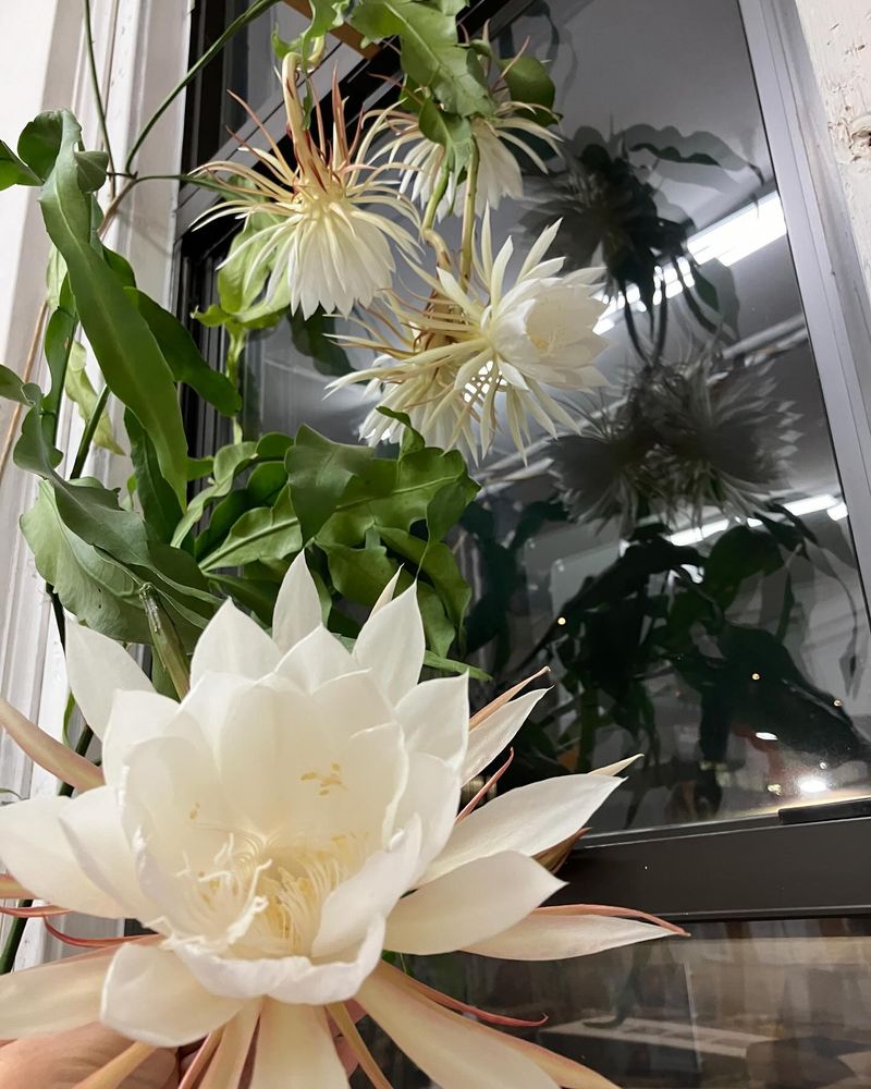 Epiphyllum Oxypetalum