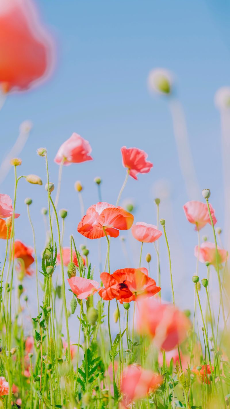 Poppies