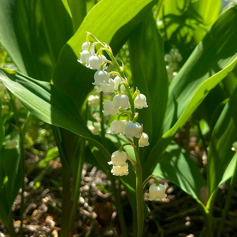 Lily Of The Valley