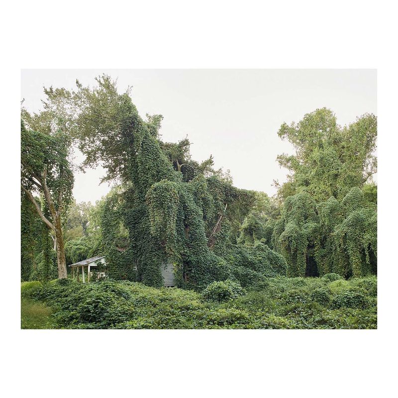 Kudzu