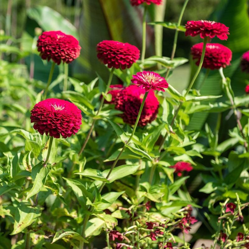 Zinnia