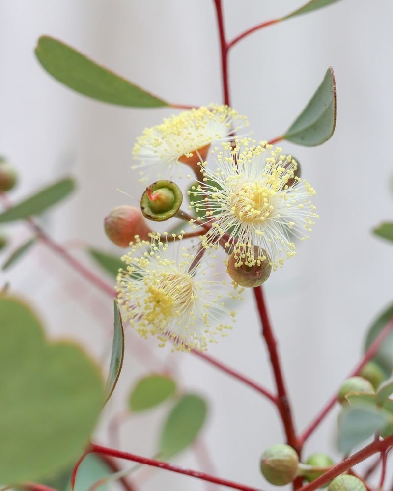 Eucalyptus